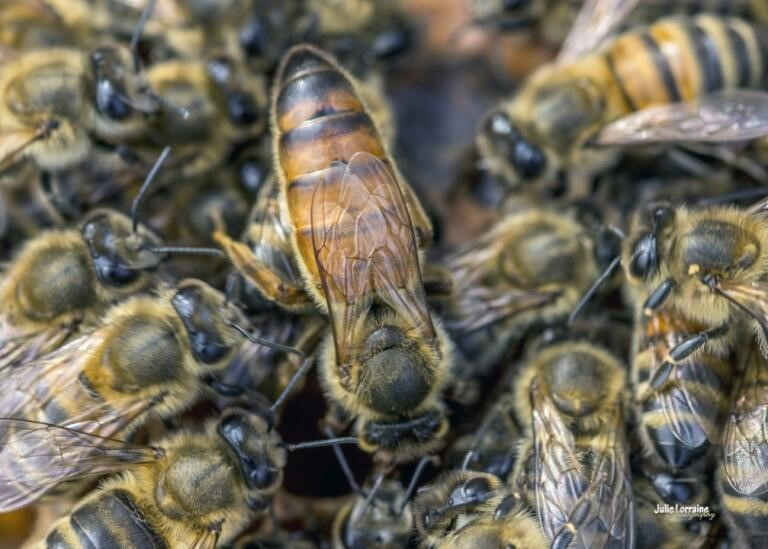 colonies mite varroa treatment