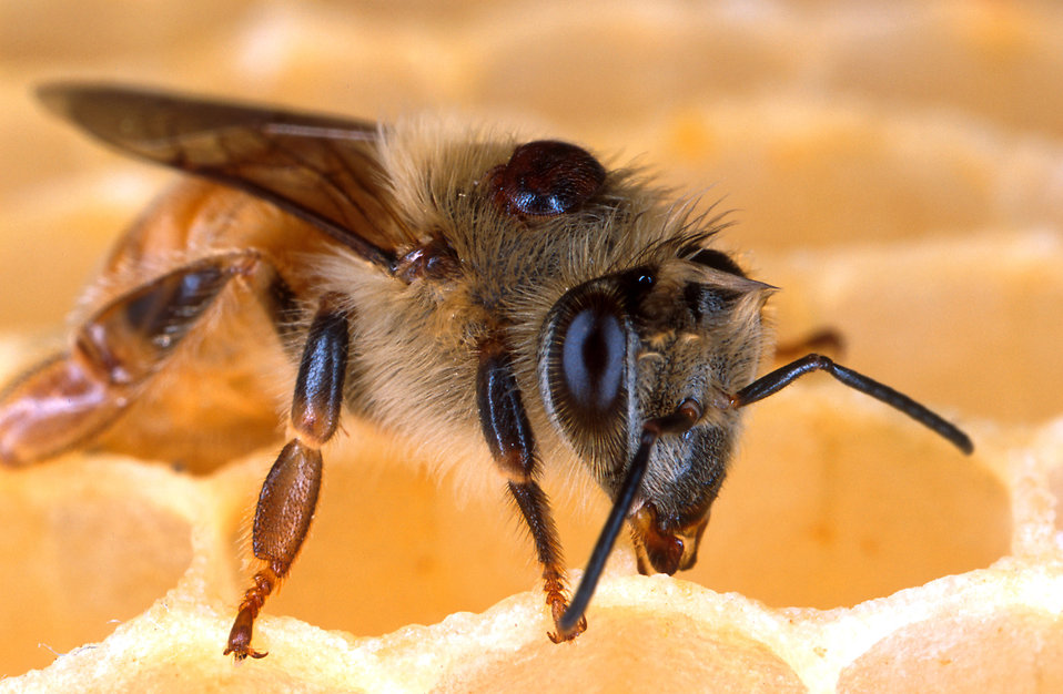 Bee reproduction