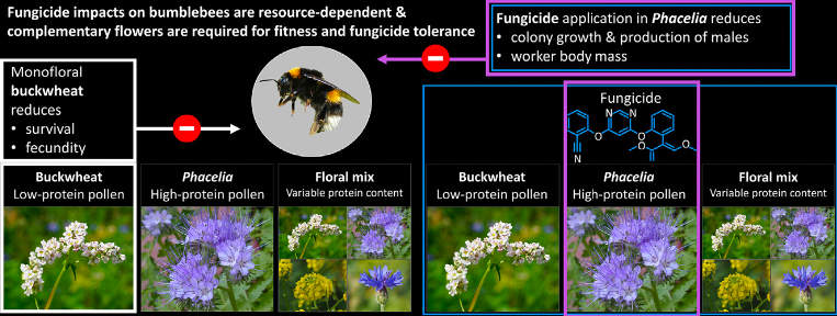 PoshBee - Are the impacts of a common fungicide dependent on flowering ...